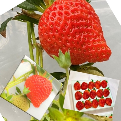 ※非販売品　越後姫320g×1ケース