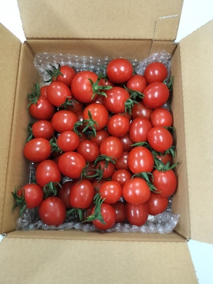 完熟ミニトマト 1kg