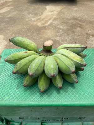 宮古島産アップルバナナ 1kg（栽培期間中農薬不使用）