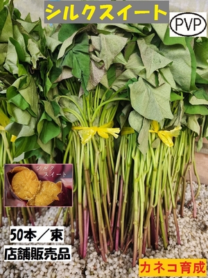 シルクスイート 50本 芋づる 切苗 しっとり系 店舗販売品 ● PVP サツマイモ ツル カネコ育成