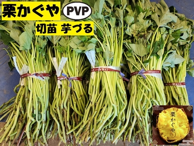 栗かぐや 50本 芋づる 切苗 ほくほく系 店舗販売品 ● PVP サツマイモ ツル カネコ育成