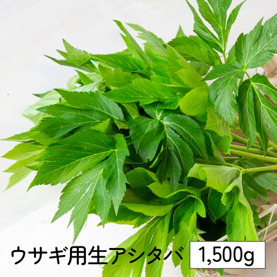 【うさぎ用】明日葉（生）1500g（150g×10束）