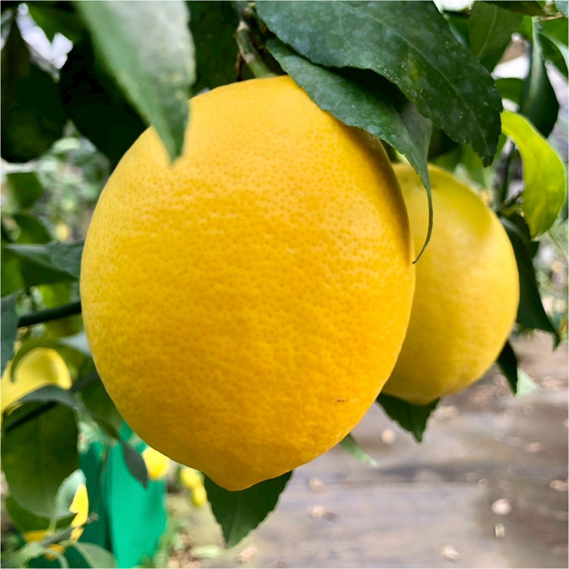 八丈島産キクチレモン3kg【サイズ無選別・ちょいキズあり】