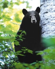 ベア（熊）