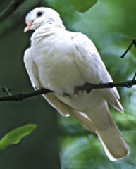 ダブ（鳩）