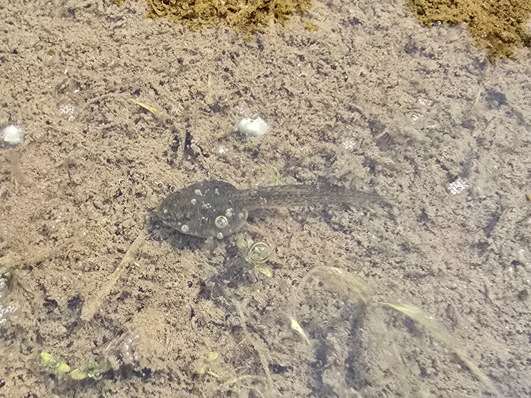 田んぼには、オタマジャクシ、いもり、ヤゴなど、たくさんの生き物が住んでいます