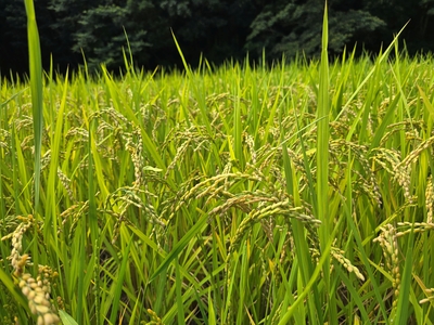 ふさおとめ（R7）玄米10㎏