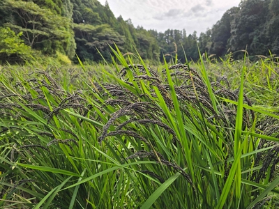 万葉緑米（R7）玄米10ｋｇ（もち米）