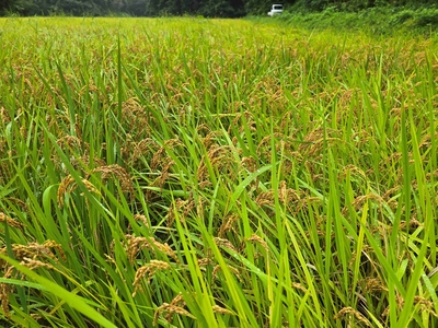 コシヒカリ（R8）玄米10㎏