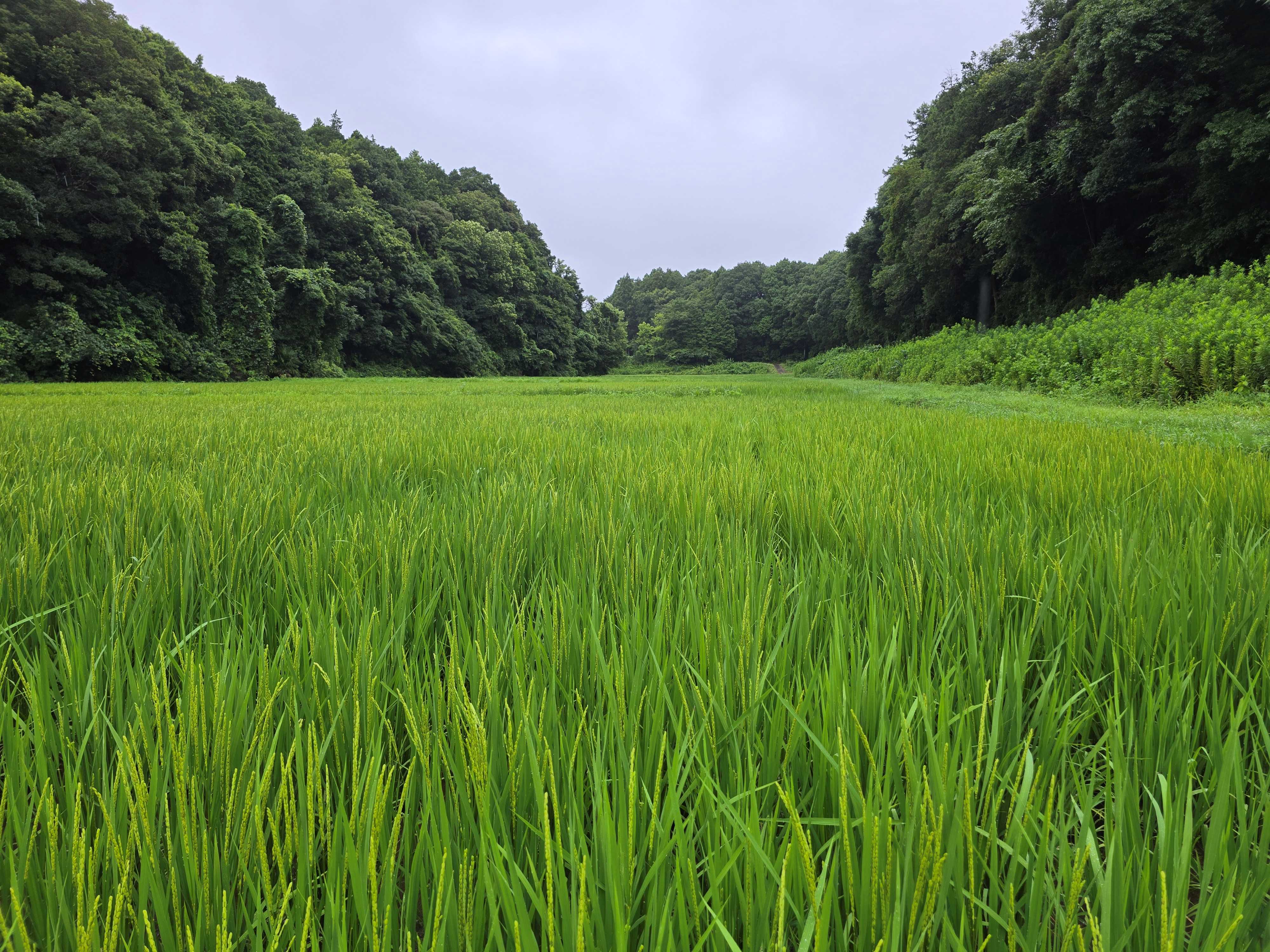 香取市の山間の田んぼでお米をつくっています