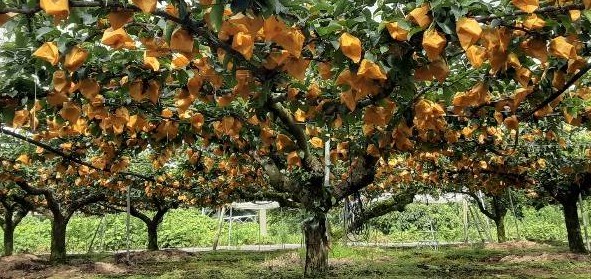 産地直送 梨なら鳥取くまざき農園