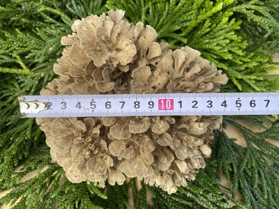 玄人花舞茸（100g）