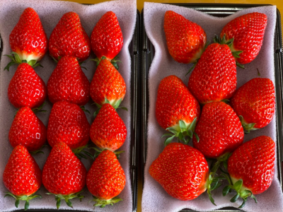 【新品種べにたま】４パック(1Kg) ついに解禁！