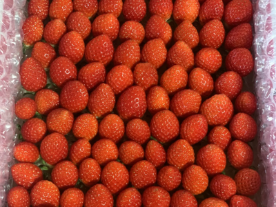 【新品種べにたま】小粒たっぷり１Kg ついに解禁！