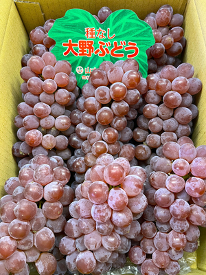 山本園　デラウエアセット