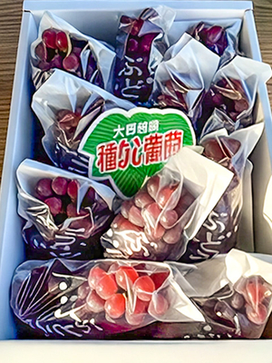 堀井農園　デラウエアセット