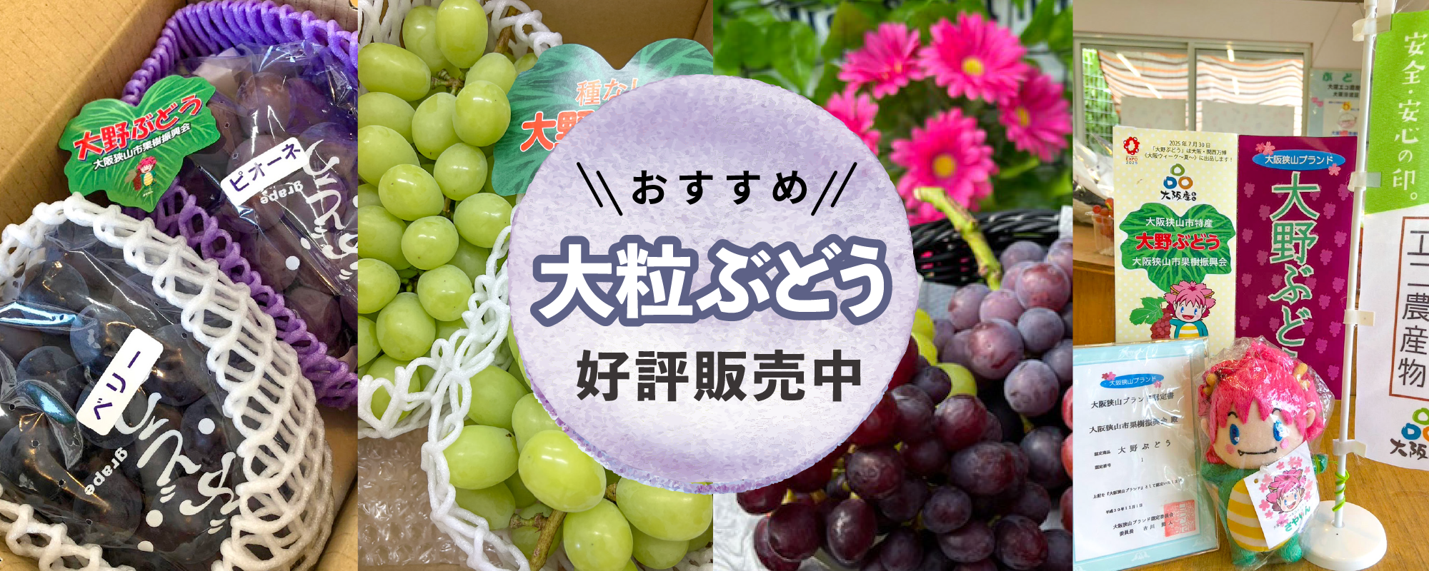 大阪狭山市産直・希少な大野ぶどうをお届けします!