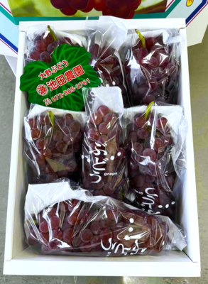 （源）池田農園のデラウエアセット（約２kg）