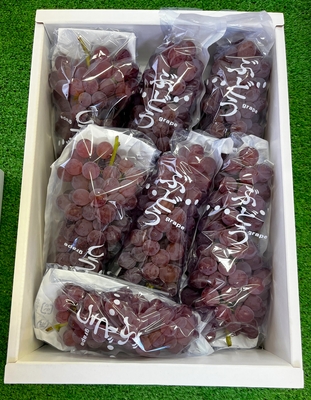 山本園「デラウエア」セット