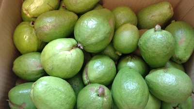 グァバ　2㎏
