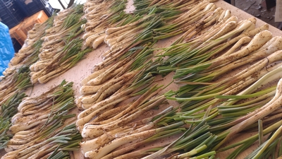 島らっきょう 1kg