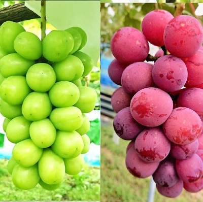 赤白セット約1.5kg（3房）