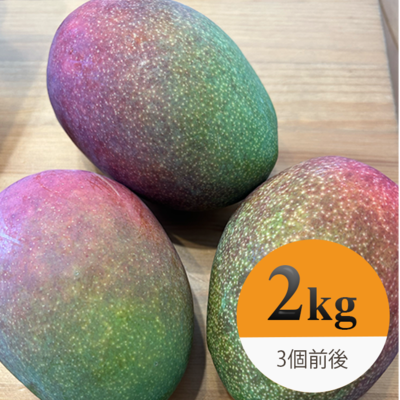 【訳ありマンゴー/2kg】沖縄県金武町産 アップルマンゴー