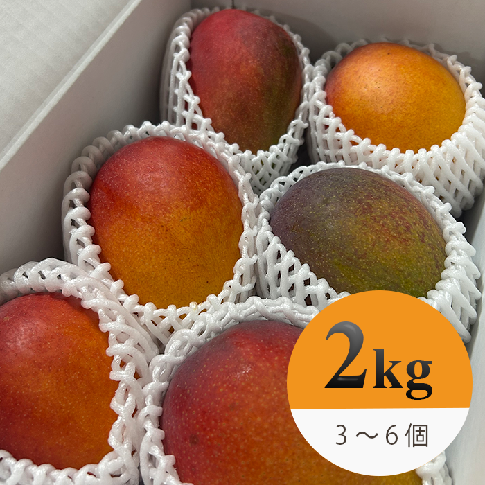業務用マンゴー 2kg】沖縄県金武町産アップルマンゴー｜前田農園