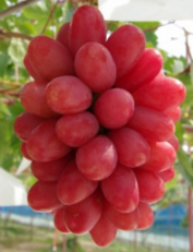 神紅（種なし）2房　特徴：島根生まれの新種。赤色で皮ごと食べれる。甘い香りが特徴。