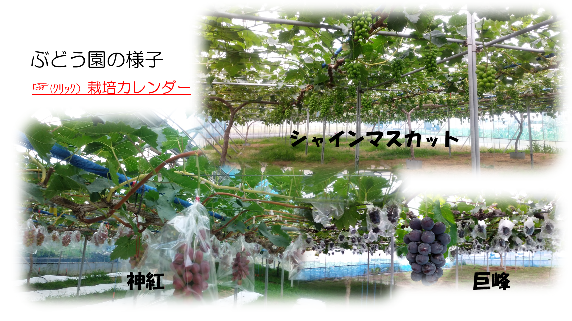 栽培カレンダー