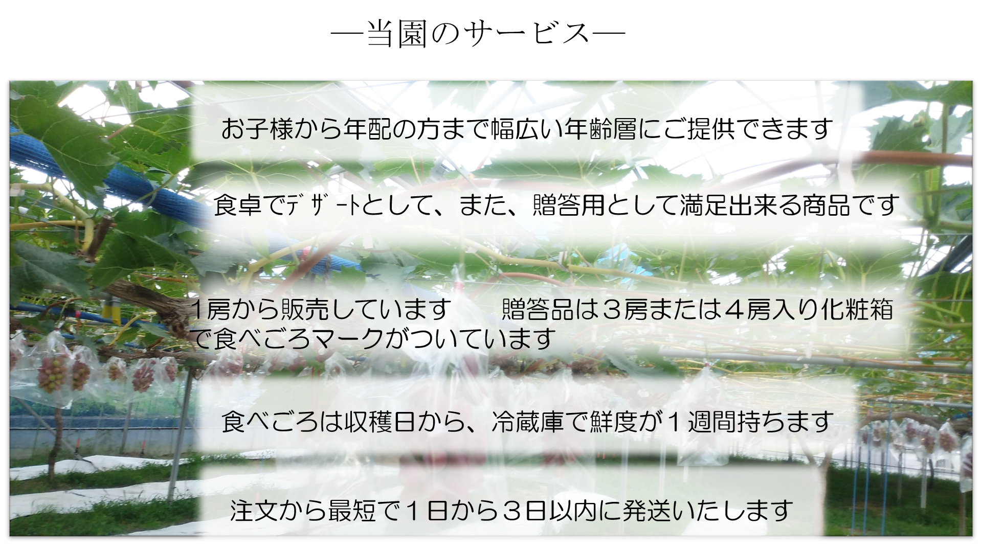 当園のサービス