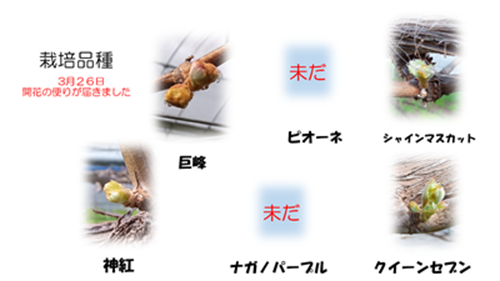 2026ぶどう開花