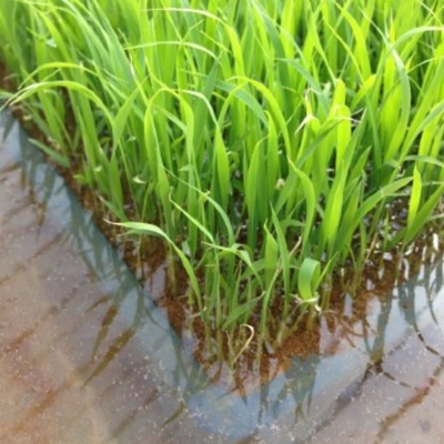 特別栽培米こしひかり　玄米　2kg