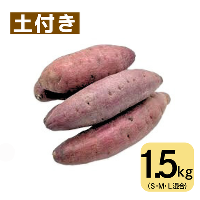 紅あづま(1.5㎏・土付き･サイズ色々)　※送料別