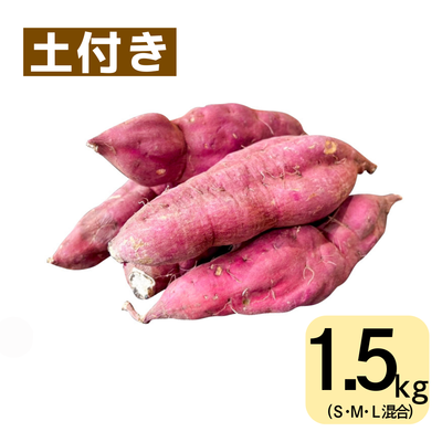 紅あずま(1.5㎏・土付き･サイズ色々)　※送料別