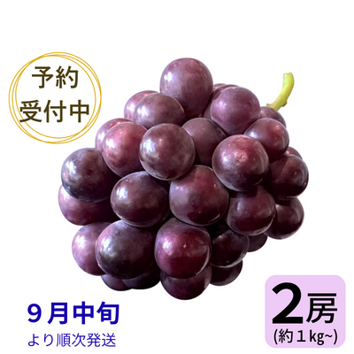 オーロラブラック ※送料別 ★無くなり次第終了 / 9月中旬から順次お届け★