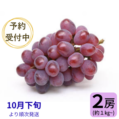 紫苑 ※送料別 ★無くなり次第終了 / 10月下旬から順次お届け★