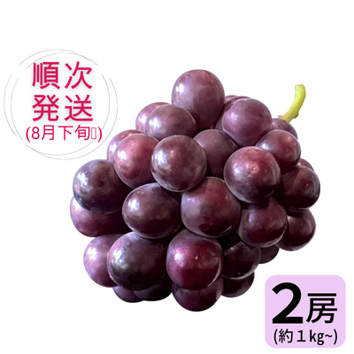 オーロラブラック ※送料別 ★無くなり次第終了 / 8月下旬から順次お届け★