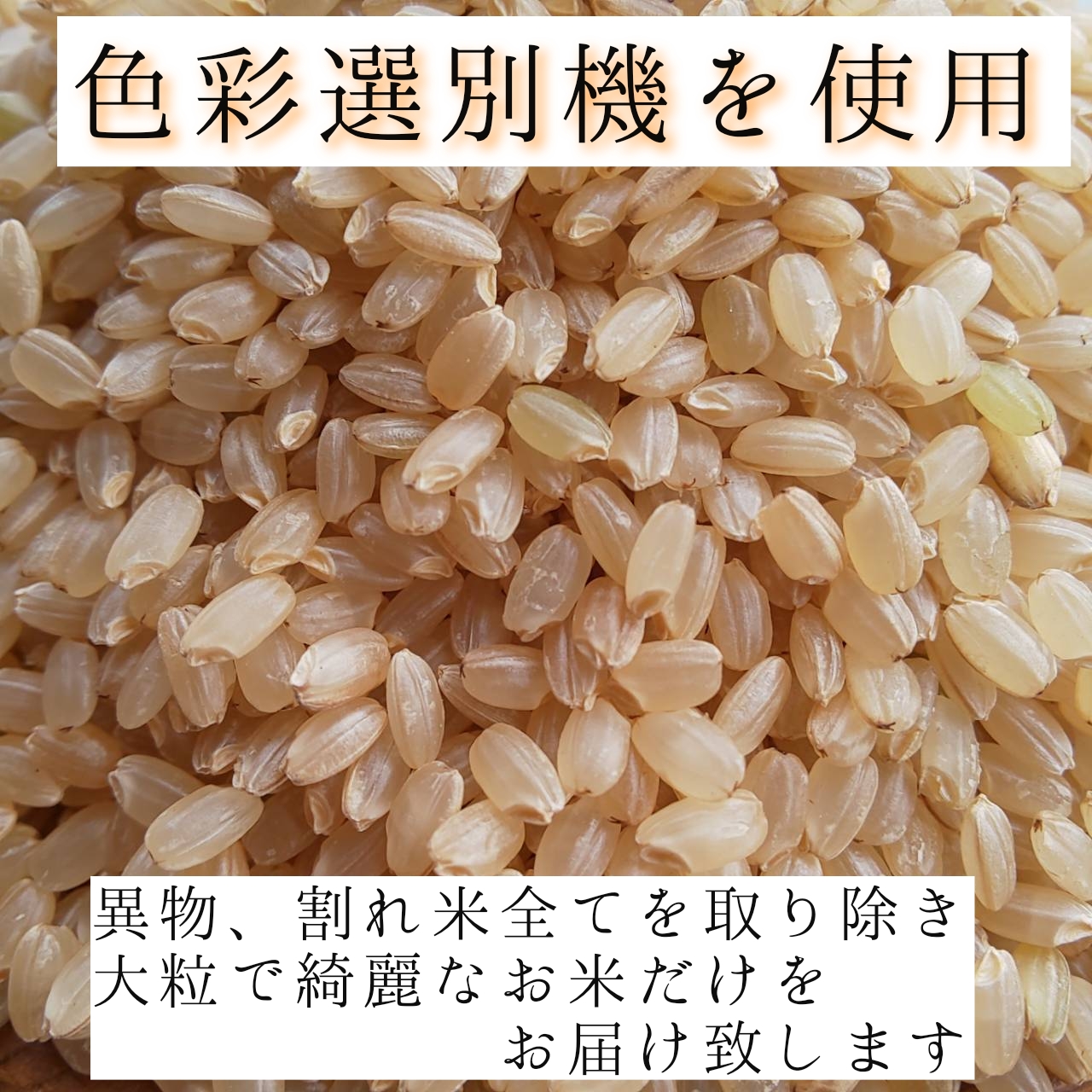 西山農園 さくら