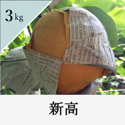 新高　3kg箱入り