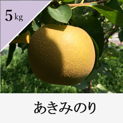 あきみのり　5kg箱入り