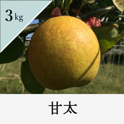 甘太　3kg箱入り