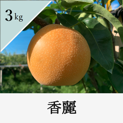 香麗　3kg箱入り