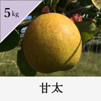 甘太　5kg箱入り