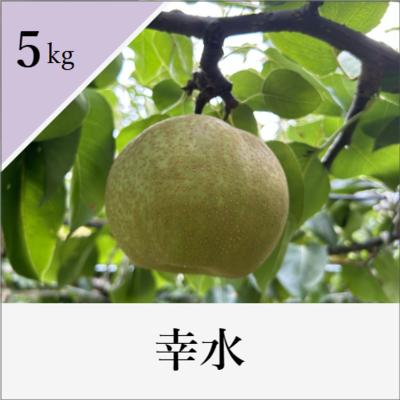 幸水　5kg箱入り