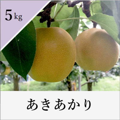 あきあかり　5kg箱入り