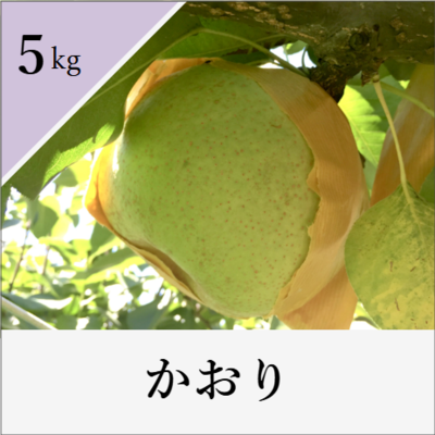かおり　5kg箱入り