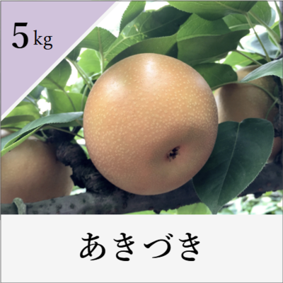 あきづき　5kg箱入り