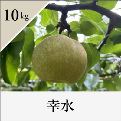 幸水　10kg箱入り