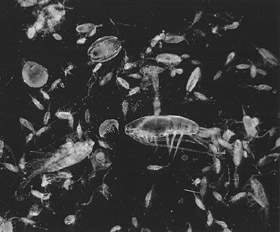 プランクトンパック(ソコミジンコやカイアシ類などかなり細かな生物のパック300匹から800匹くらい)